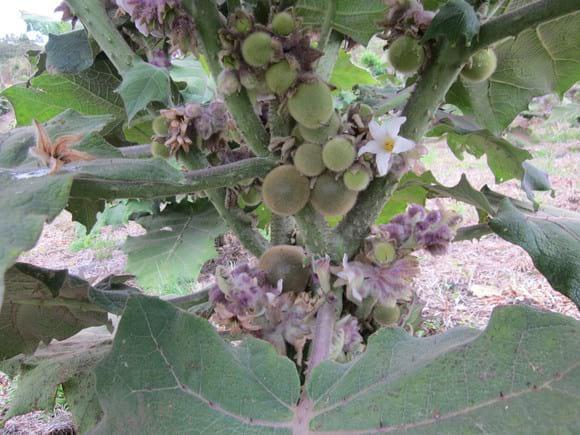 Formacion de fruto