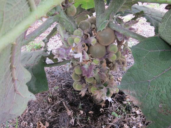 Formacion de fruto