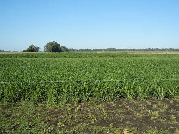 Detalle de la profundidad de pastoreo, sorgo forrajero tallos dulces