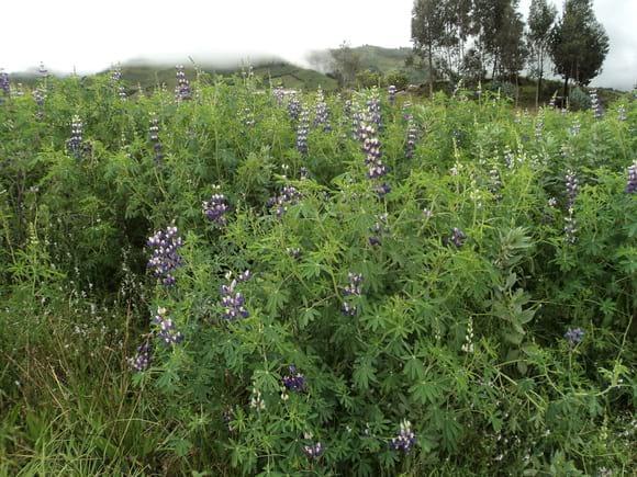 CULTIVO DE CHOCHO