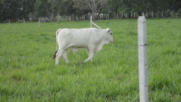 F1 Brahman x  Marchigiana