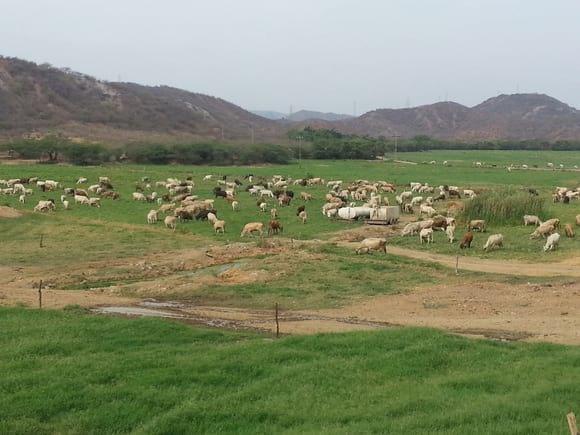 PASTOREO INTENSIVO. VACAS RAZA CARORA