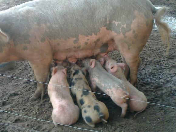 CRIADERO FAMILIAR ..SISTEMA A CAMPO