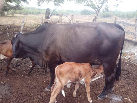gyr x holstein