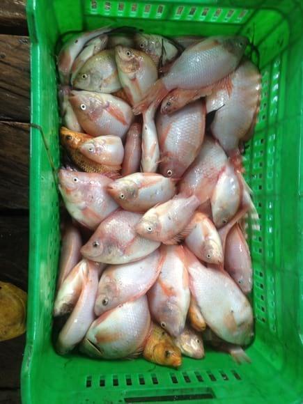 Cosecha mojarra 2014