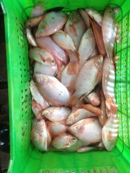 Cosecha mojarra 2014