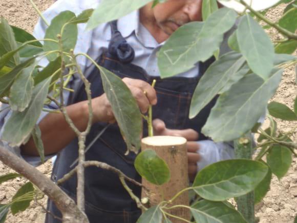 Injerto de aguacate