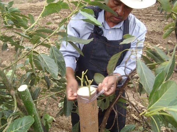 Amarre en el injerto de aguacate