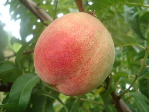 Fruto de durazno