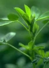 Alfalfa 8Medicago Sativa)