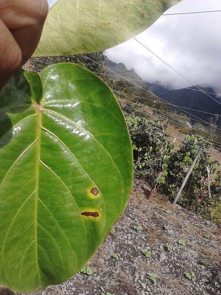 cultivo de granadilla