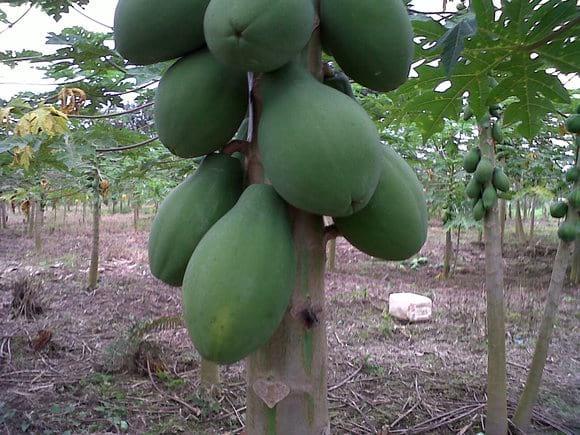 papaya