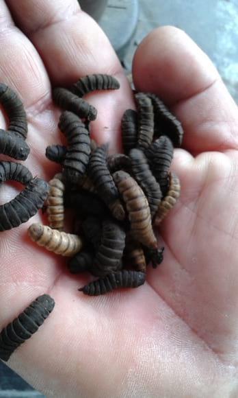LARVAS DE MOSCA SOLDADO