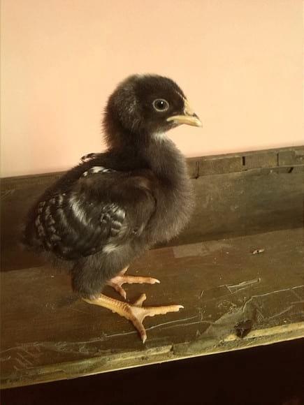 bb
