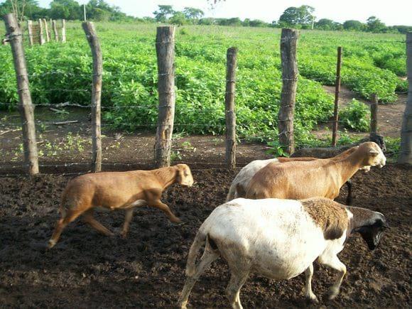 Muestra de Producción Ovina