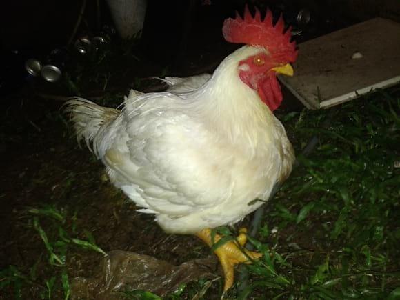 POLLO DE ENGORDE