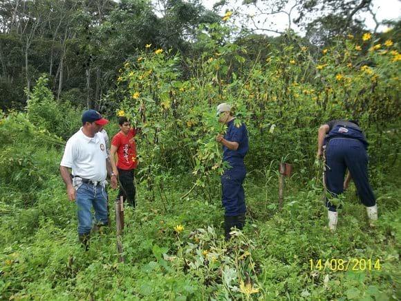 COSECHA DE Botón de Oro (Tithonia diversifolia), para suministro en verde a corderos.