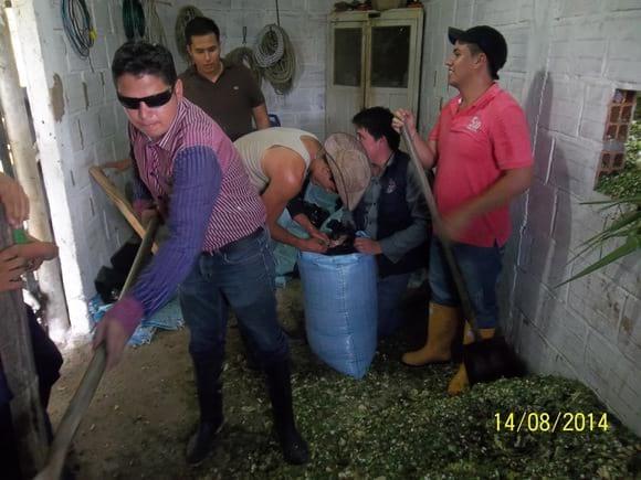 ELABORACION DE ENSILAJE DE MAIZ, EMPACADO Y ALMACENAJE
