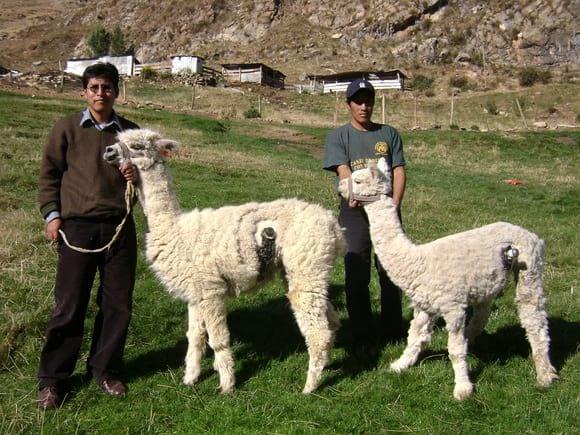 Alpacas fistuladas a nivel del 1er compartimento-Huancavelica