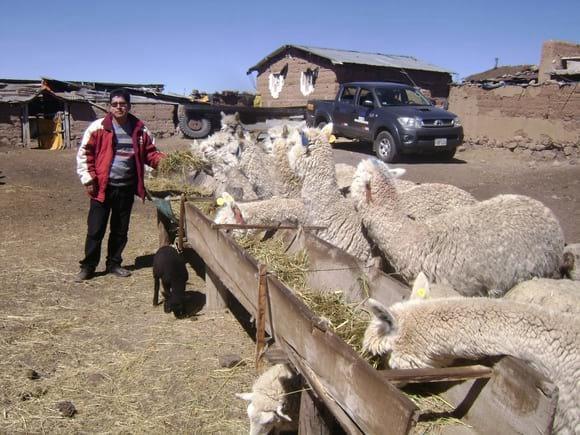 Alimentación a base de ensilado de Avena+vicia y Festuca dolichopylla en epoca de estiaje.CONCYTEC