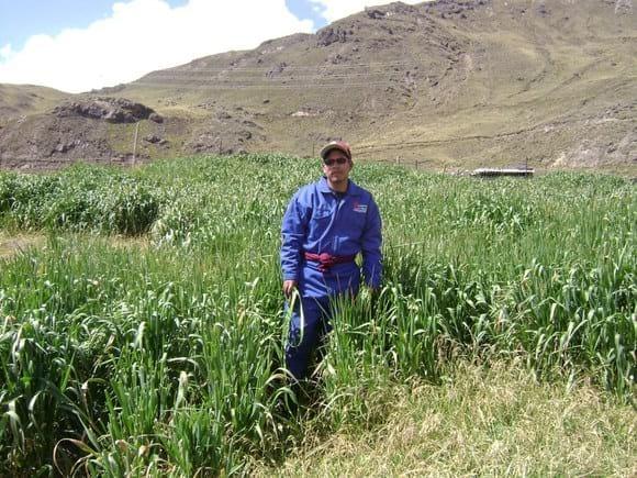 Introducción de Avena variedad tayko sembradas a 4200 msnm