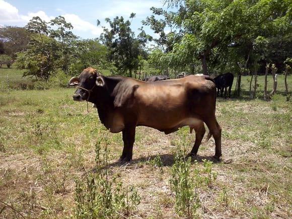 vaca lechera cuatro partos