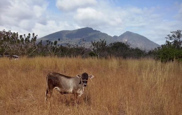 novilla pardo-brahman
