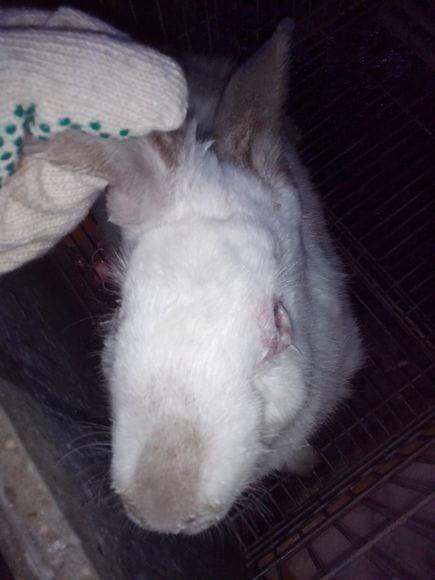 Lesiones mixomatosis