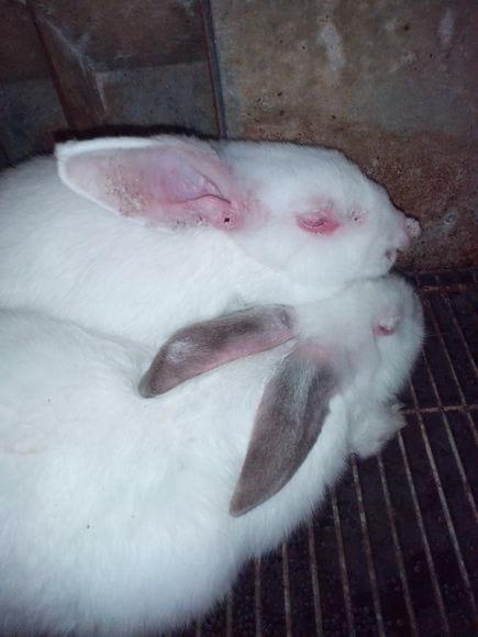 mixomatosis y otros agentes