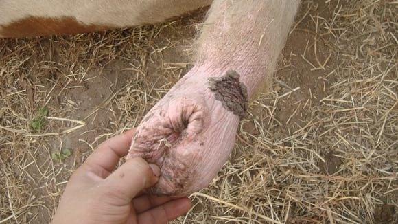 Afecciones Prepuciales
