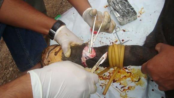 Cirugías de Prepucio