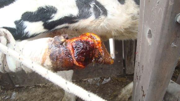 Afecciones Podales