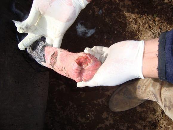 Prolapso y edema ,ulceras prepuciales