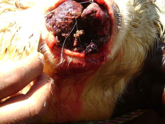 Tumor de ojo
