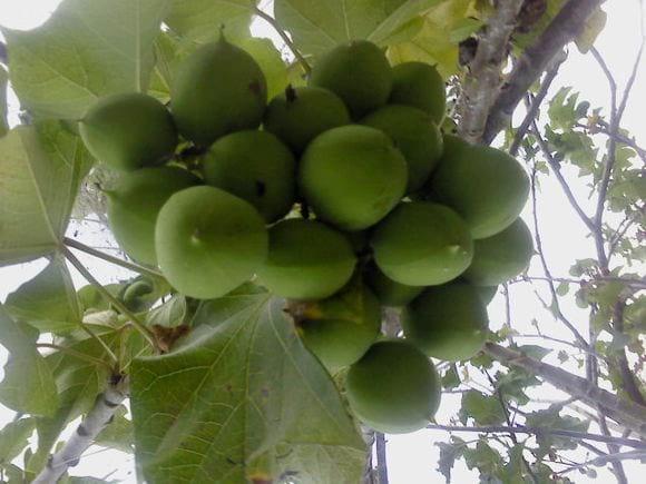 Jatropha En Crecimiento