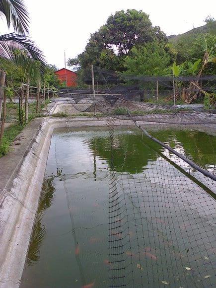 peces