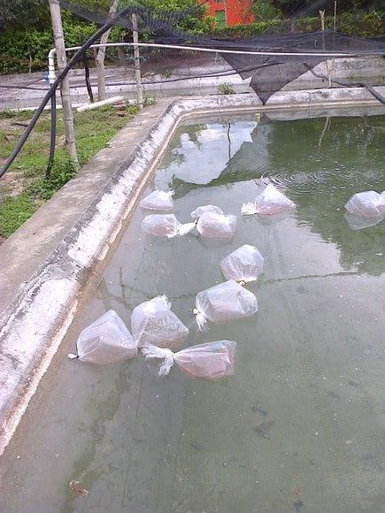 siembra mojarras