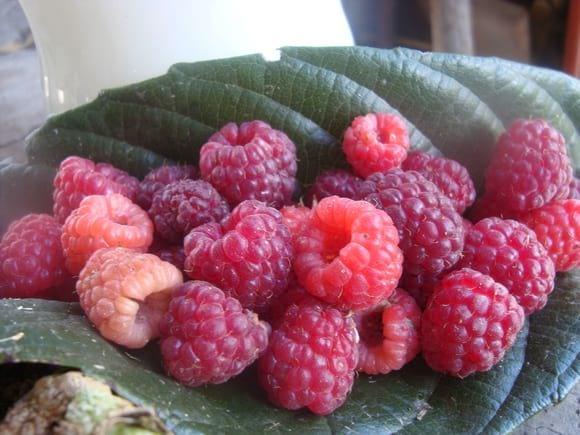 Producciòn de frambuesa
