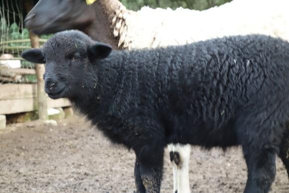 Cria Ham X Dorper