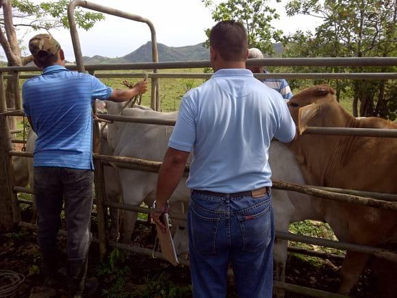 Aplicando Vacuna contra la Rabia