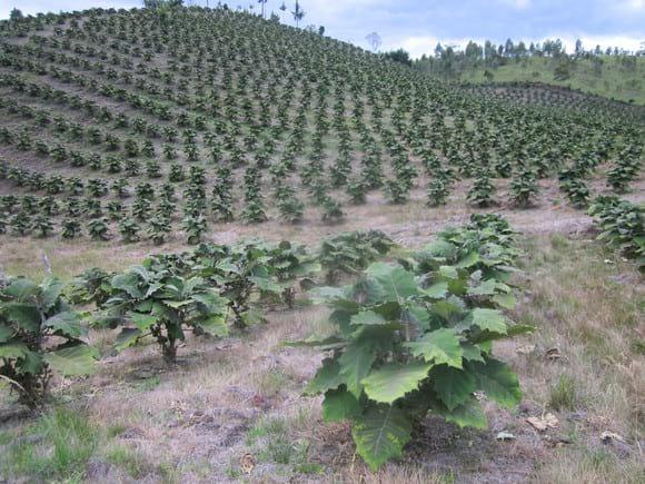 Lulo en Occidente del Huila