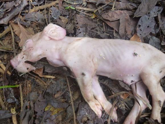 Lechon muerto de 4 dias de nacido
