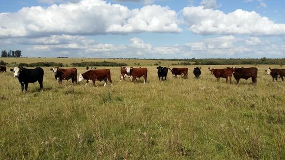 Nov en terminacion Abril 2014 a campo Natural 2 años 1/2