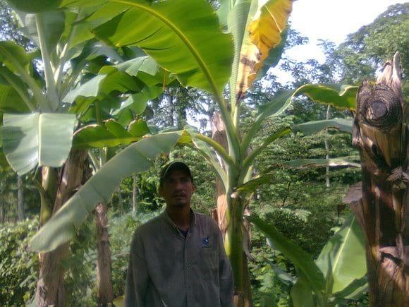 planta con moko bacteriano