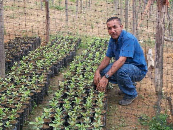 vivero de guayaba