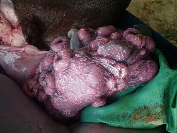 Placenta de oveja