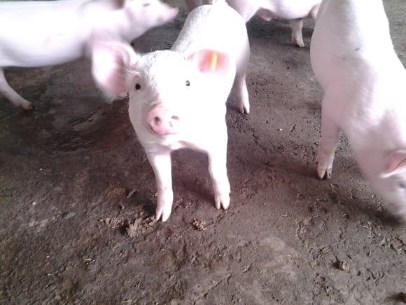 Landrace