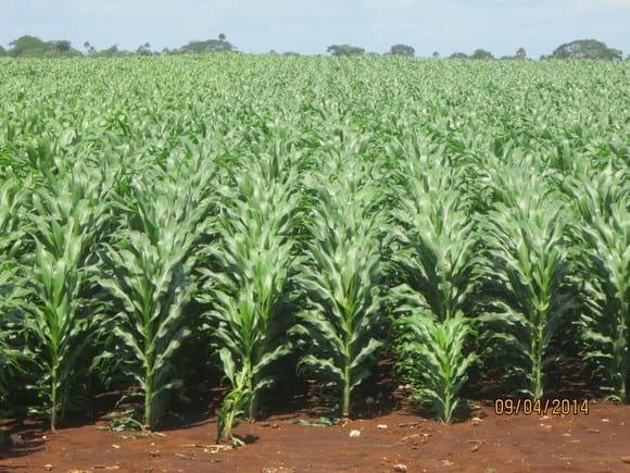 Producción de maíz en el trópico de México (Tizimín, Yucatán)