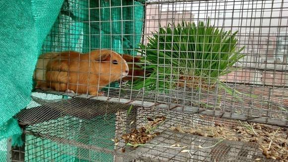 ALIMENTACION DE CUYES CON FORRAJE VERDE HIDROPONICO