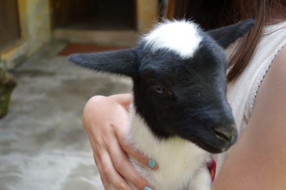 Cria Dorper 7/8